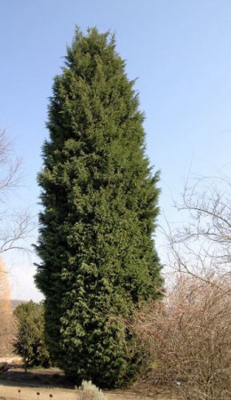 Cupressocyparis leylandii, cypřišek Leylandův, 225-250, bal